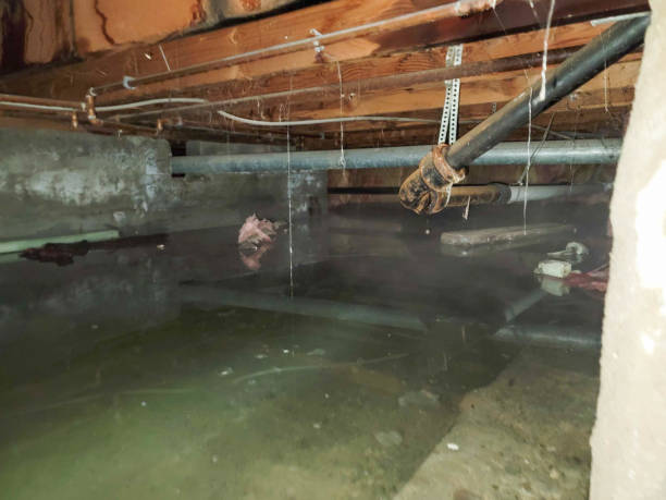 Best Water damage restoration near me  in Sardis City, AL