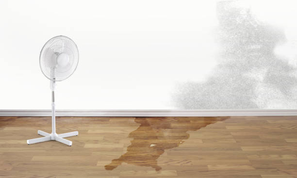 Best Professional water damage repair  in Sardis City, AL