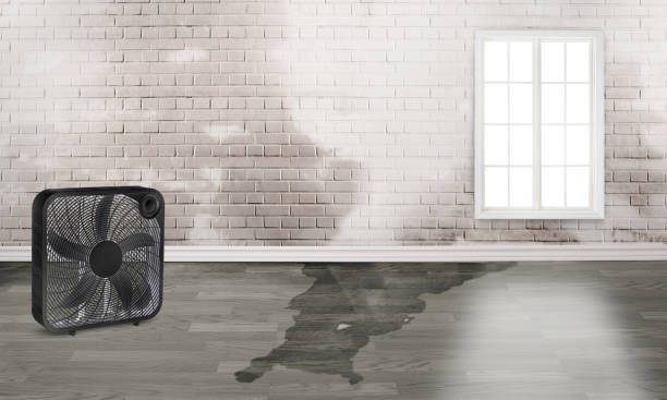 Best Water damage restoration near me  in Sardis City, AL